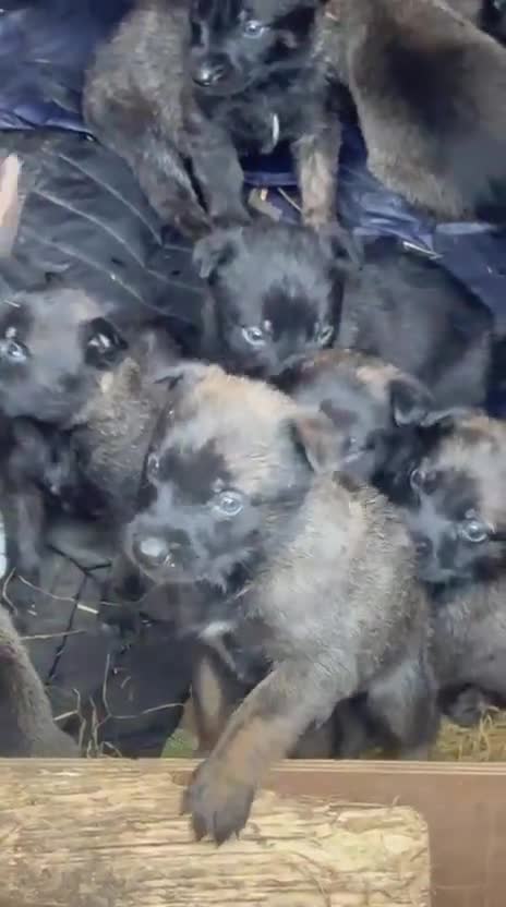 Belgian Shepherd Dog dogs for sale: We have 4 stunning Belgian Malinois puppies  - Video 2