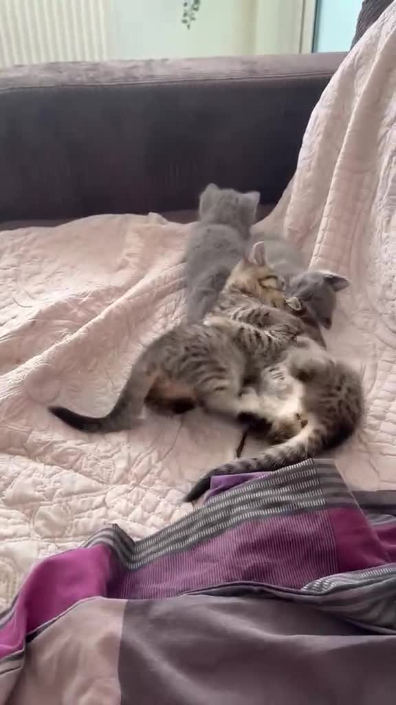 British Shorthair cats for sale: British shorthair tabby chocolate and blue girls - Video 1