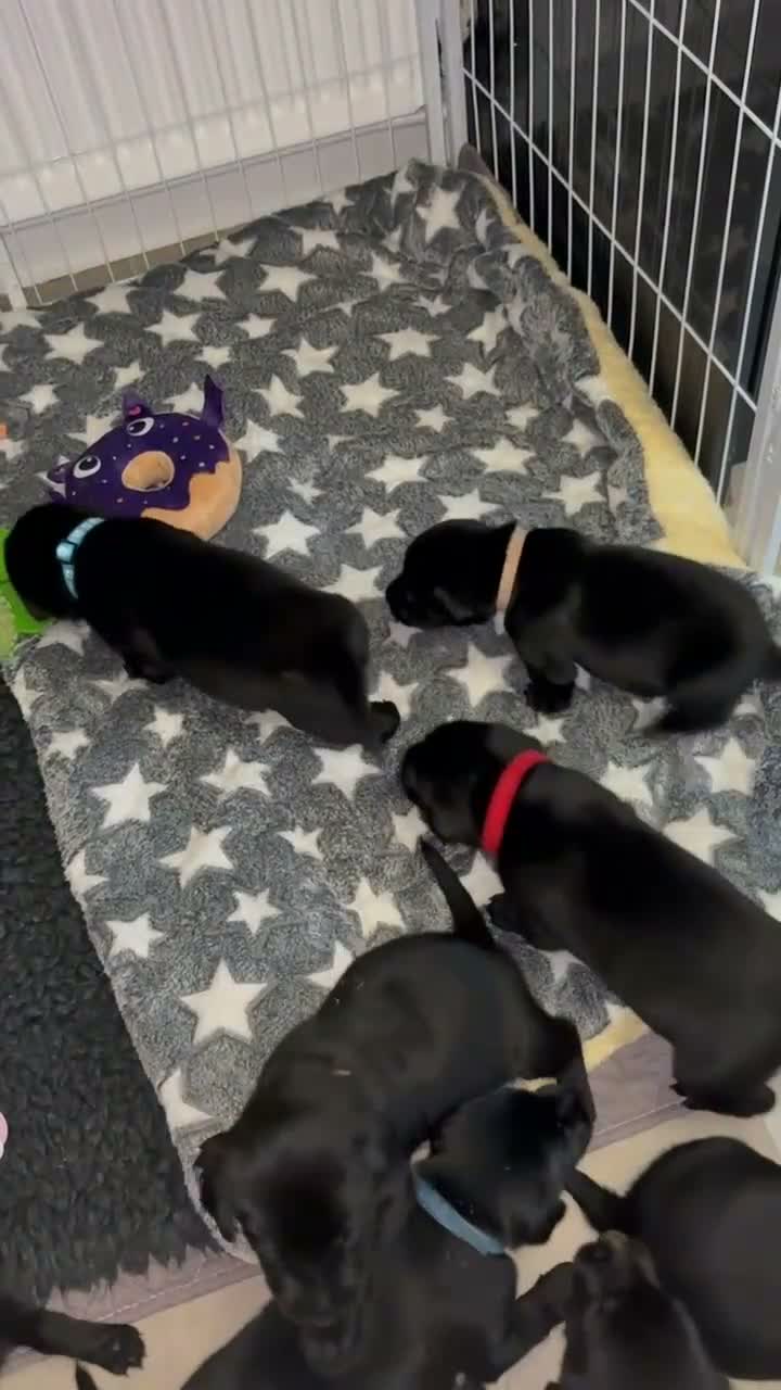 Labrador Retriever dogs for sale: Labrador retriever puppies  - Video 1