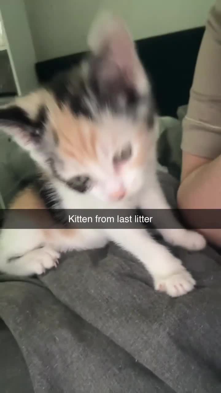 Mixed Breed cats for sale: Mainecoon x calico kittens  in Liverpool - Video 2