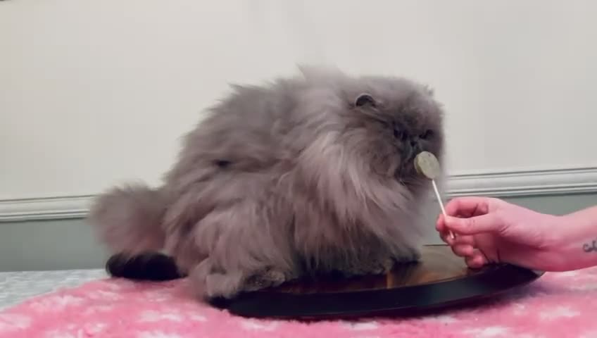Persian cats for sale: Beautiful girl Pure Persian cat - Video 3