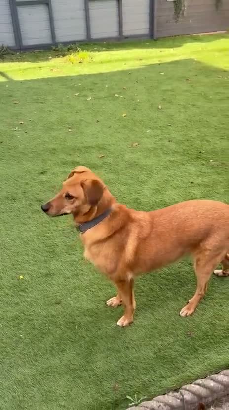 Mixed Breed dogs for adoption: 💙HARRY💙 – THE SOFTEST FUR, THE SWEETEST HEART in Retford - Video 3