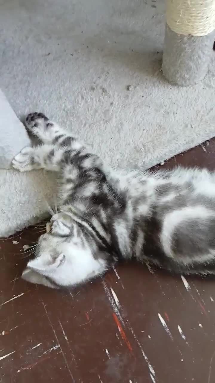 British Shorthair cats for sale: Bsh. Silver Classic Tabby . - Video 4