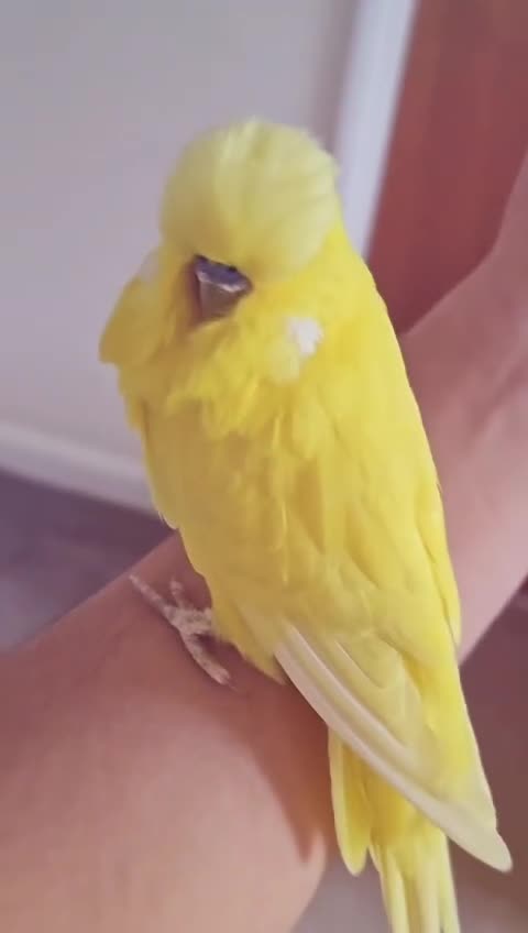 Cockatiels birds for sale: Tamed exhibation rare colour budgies - Video 2