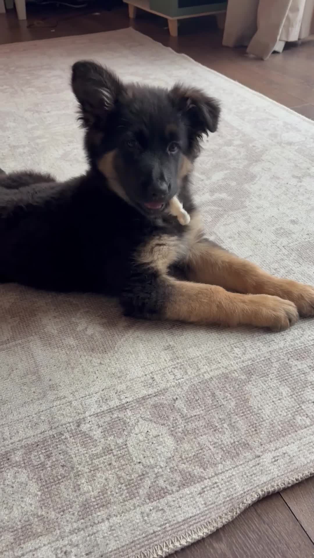 German Shepherd dogs for sale: German shepherd female  - Video 1