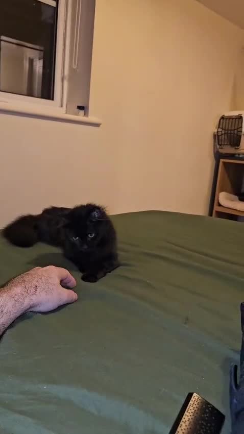 Mixed Breed cats for adoption: Beautiful Scraggy looking for forever home in Hook - Video 1