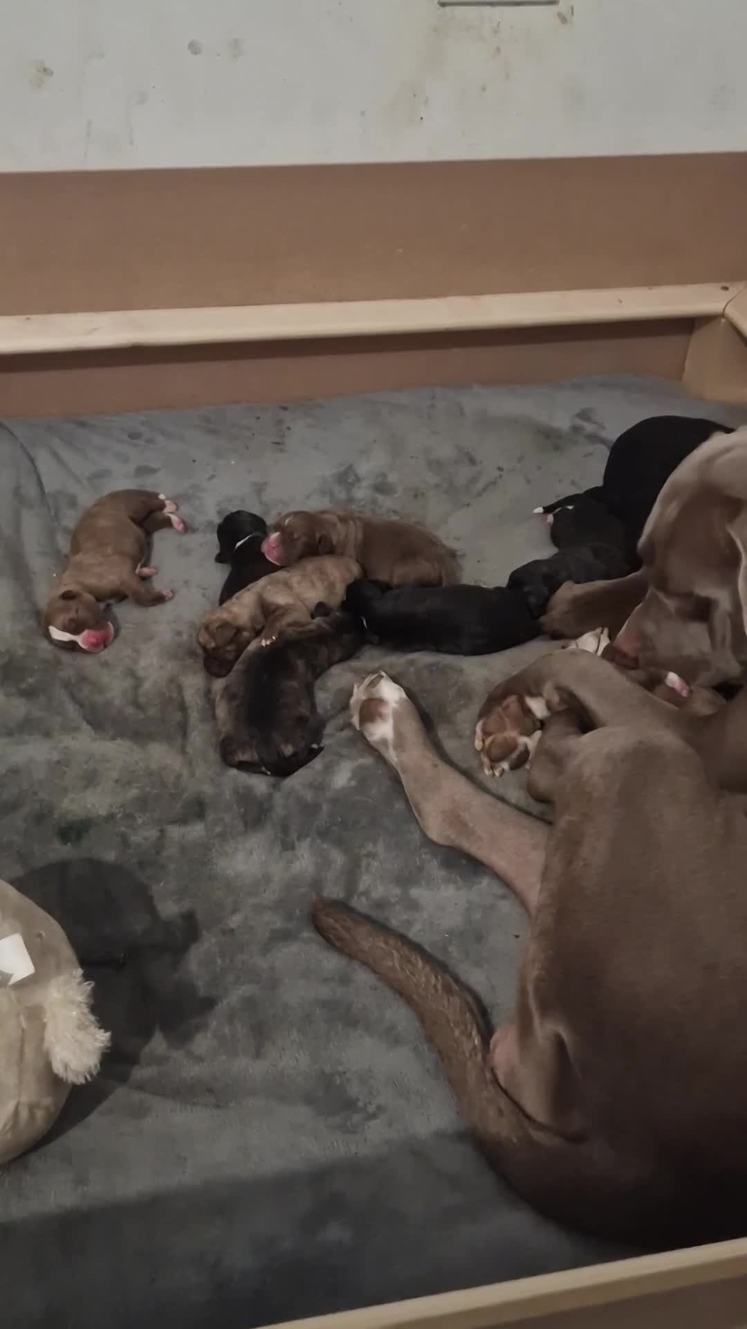Mixed Breed dogs for sale: Amazing puppys  - Video 1