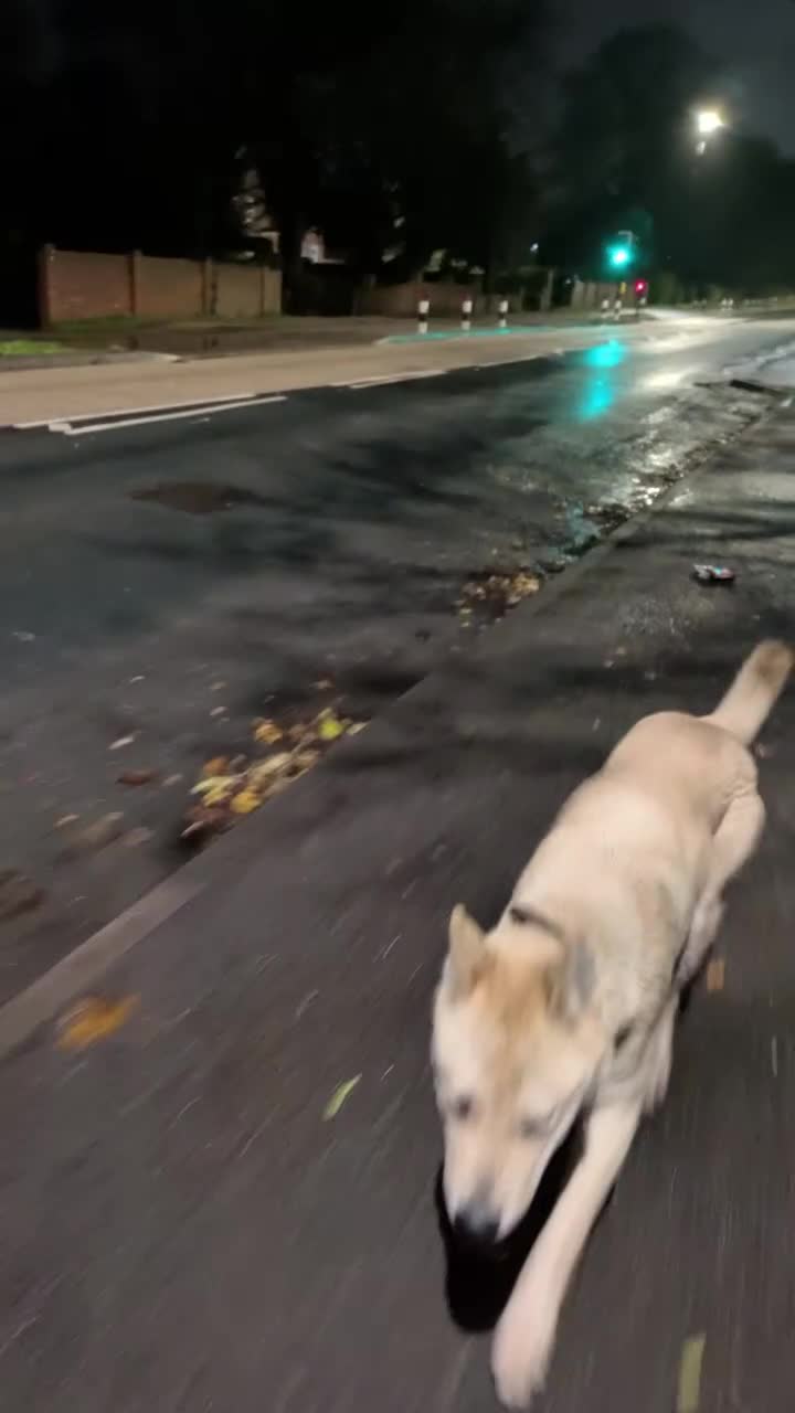 Mixed Breed dogs for sale: Akita mix - Video 2