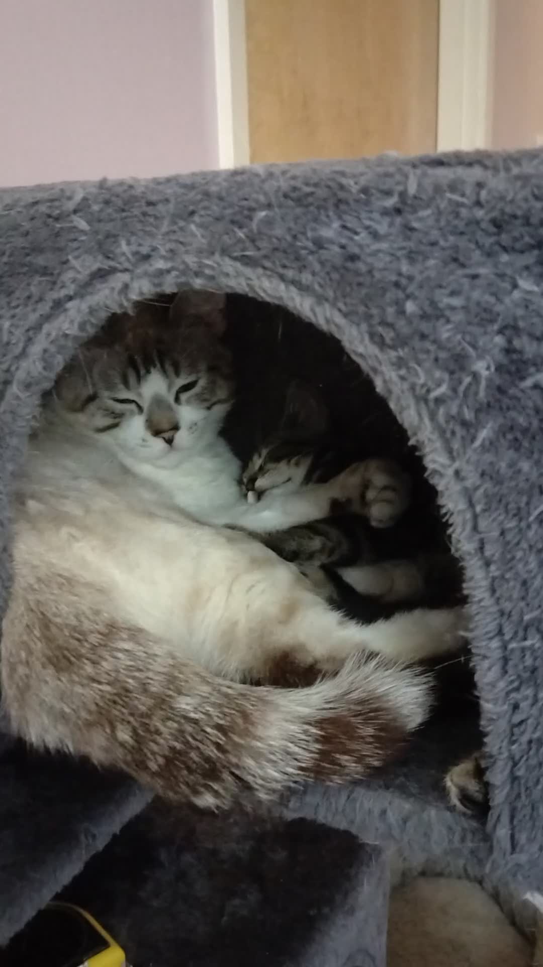 Mixed Breed cats for sale: outdoor Alpha Tom  - Video 1