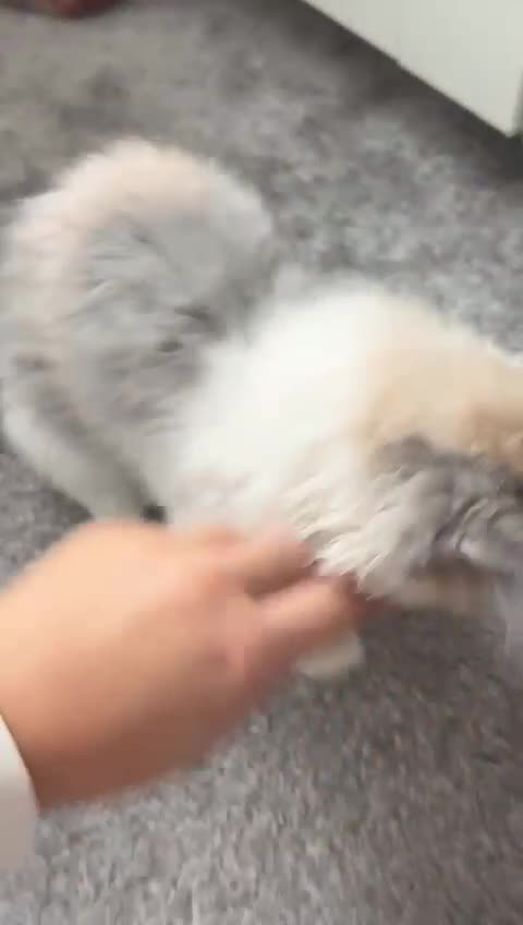 Persian cats for sale: Beautiful Persian kitten - Video 1