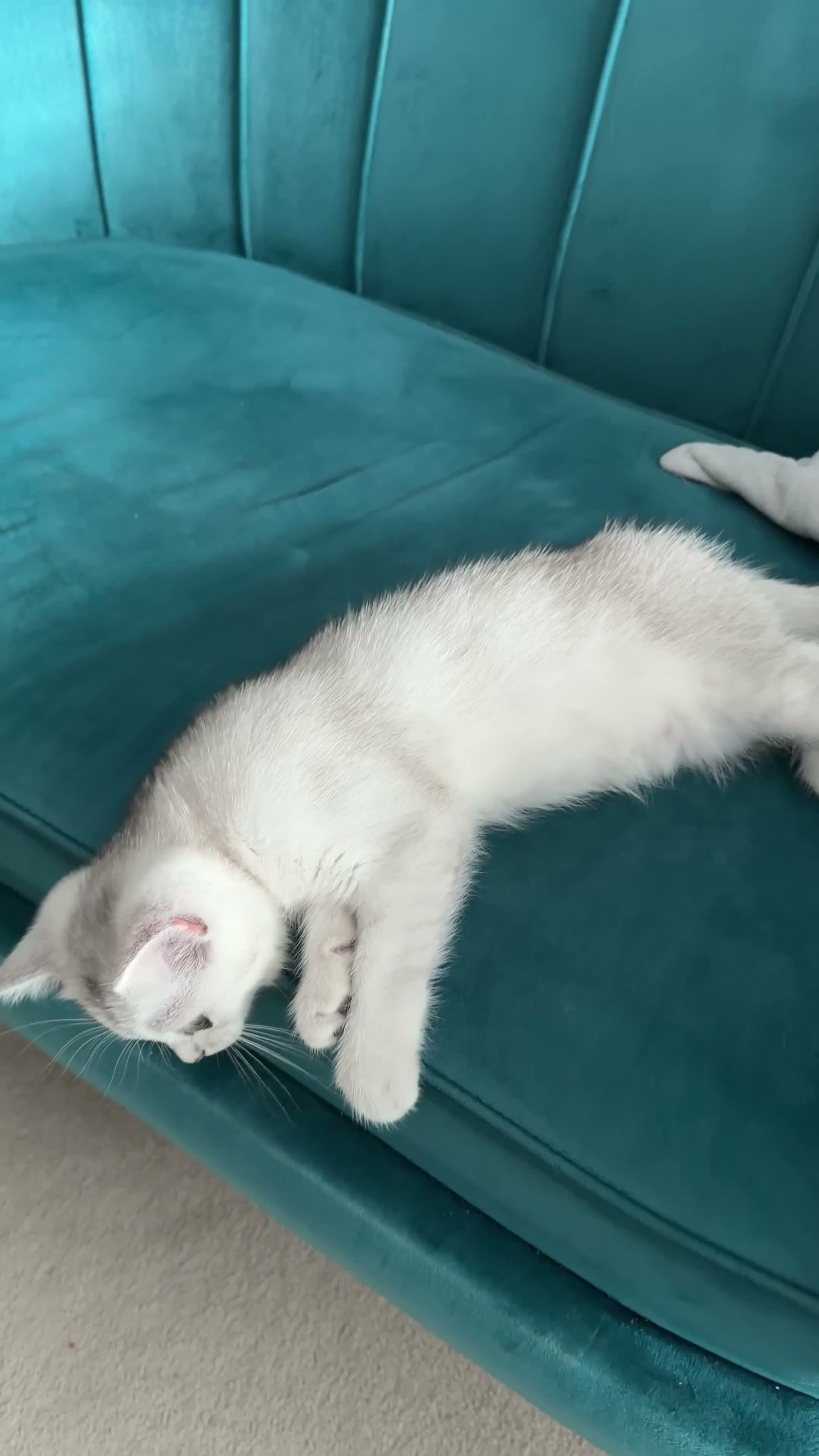 British Shorthair cats for sale: British Shorthair Silver Shaded Boy - Video 1