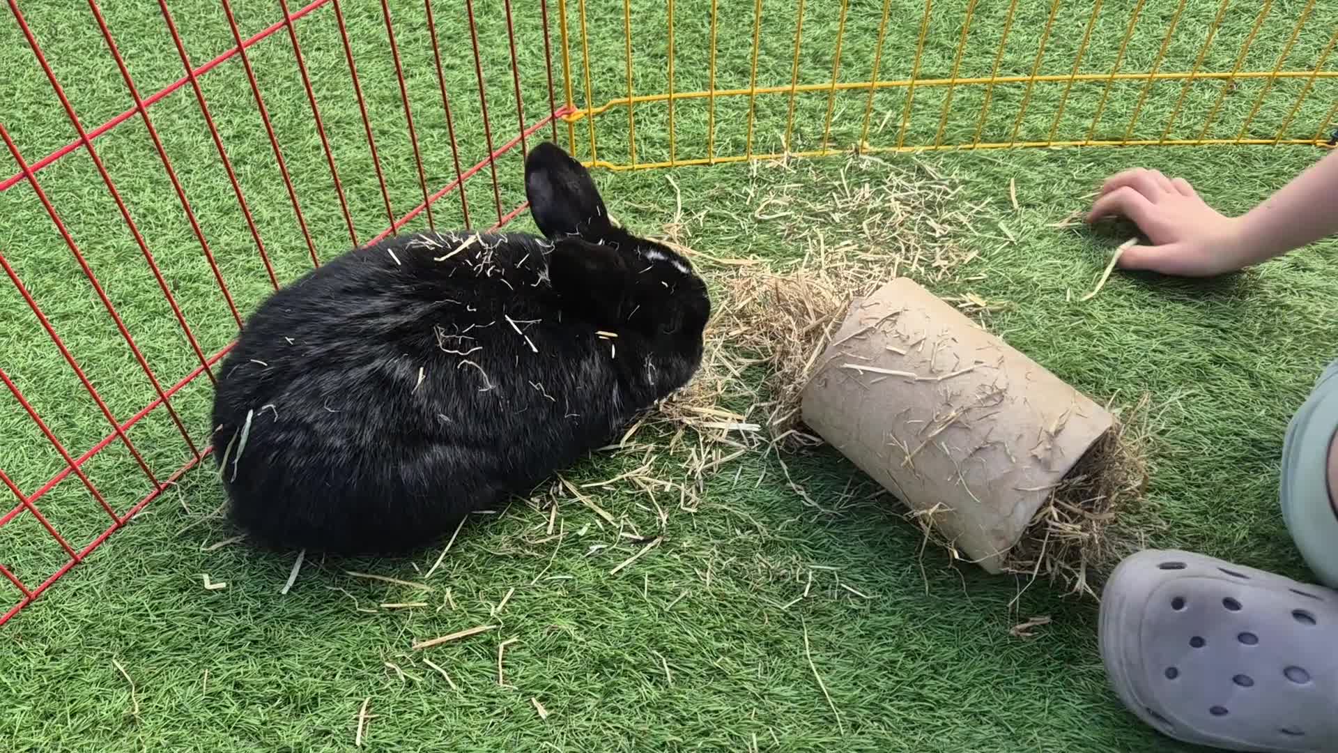 Mini Lop rabbits for sale: 1 year old lovely mini lop named Oreo  - Video 1