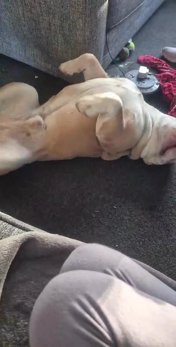 English Bulldog dogs for sale: Stunning bulldog  - Video 1