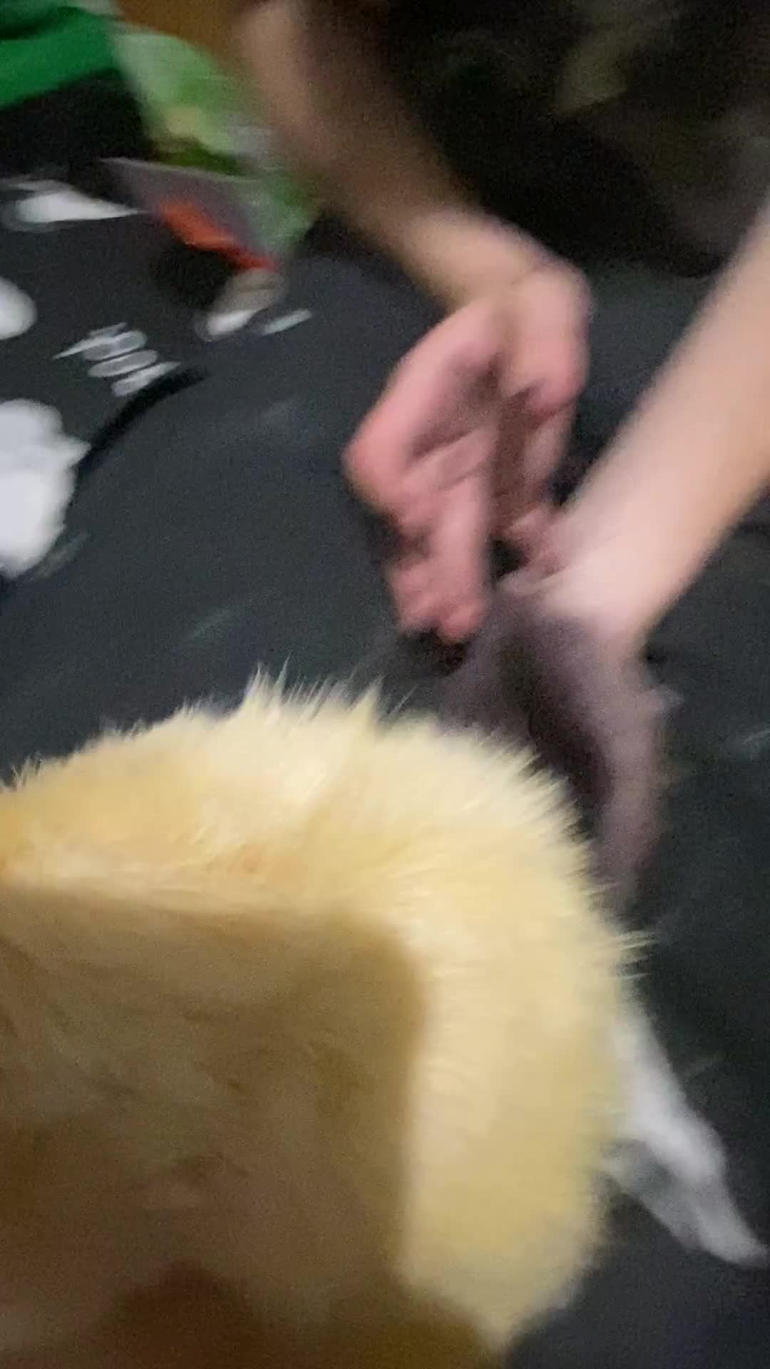 Ferret rodents for sale: 3/4 year old albino ferret - Video 2