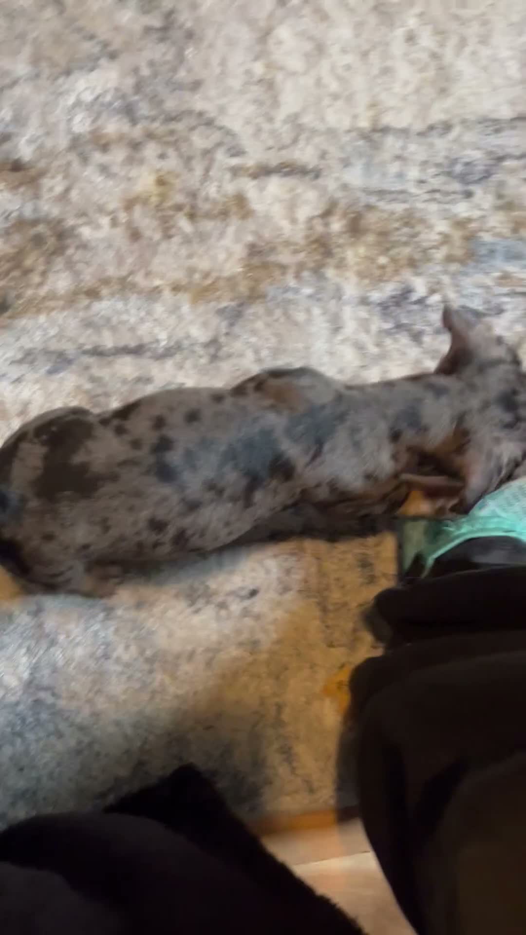 Mixed Breed dogs for sale: Stunning daxi cross pups  - Video 1