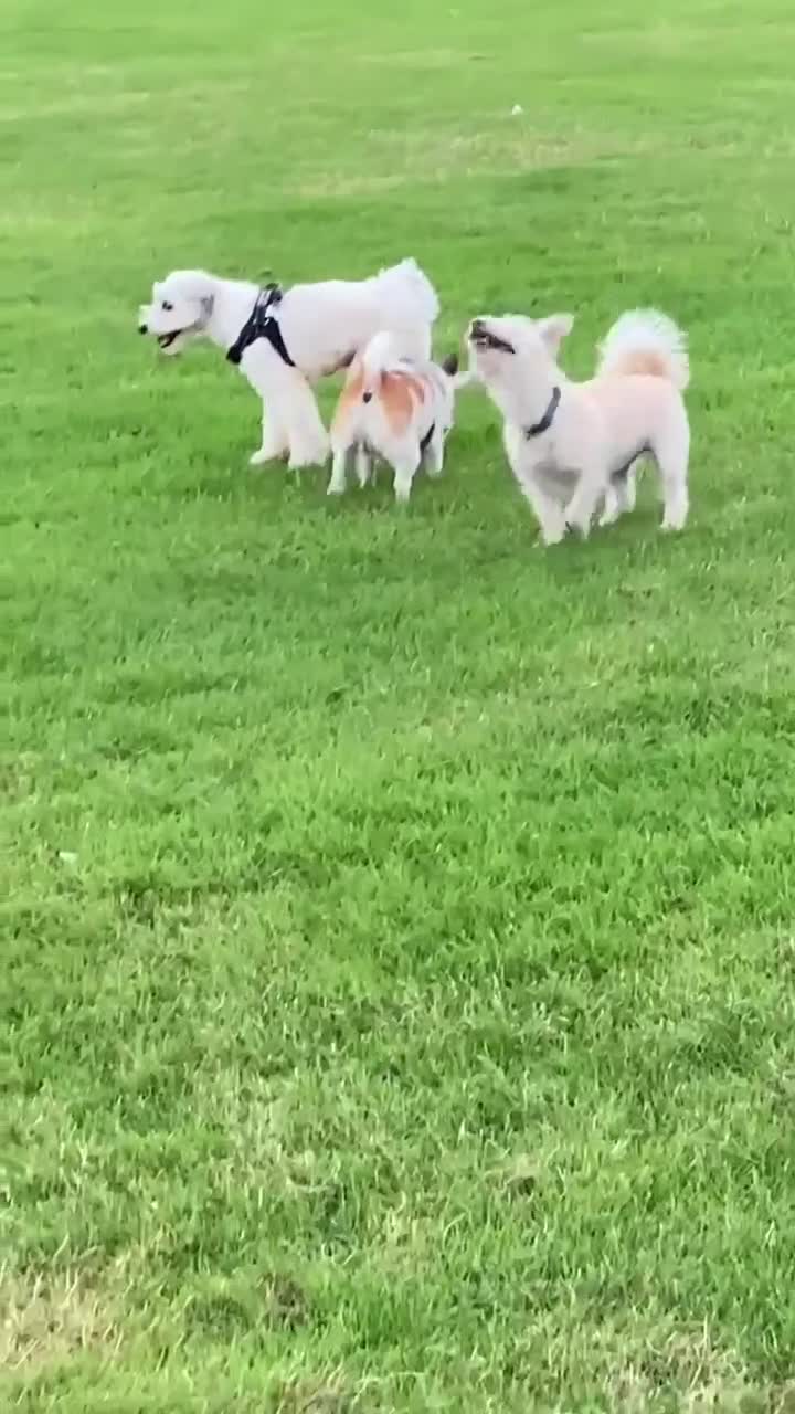 Mixed Breed dogs for adoption: MURPHY - 4.5 years old, Male, Terrier Mix in Northampton - Video 3