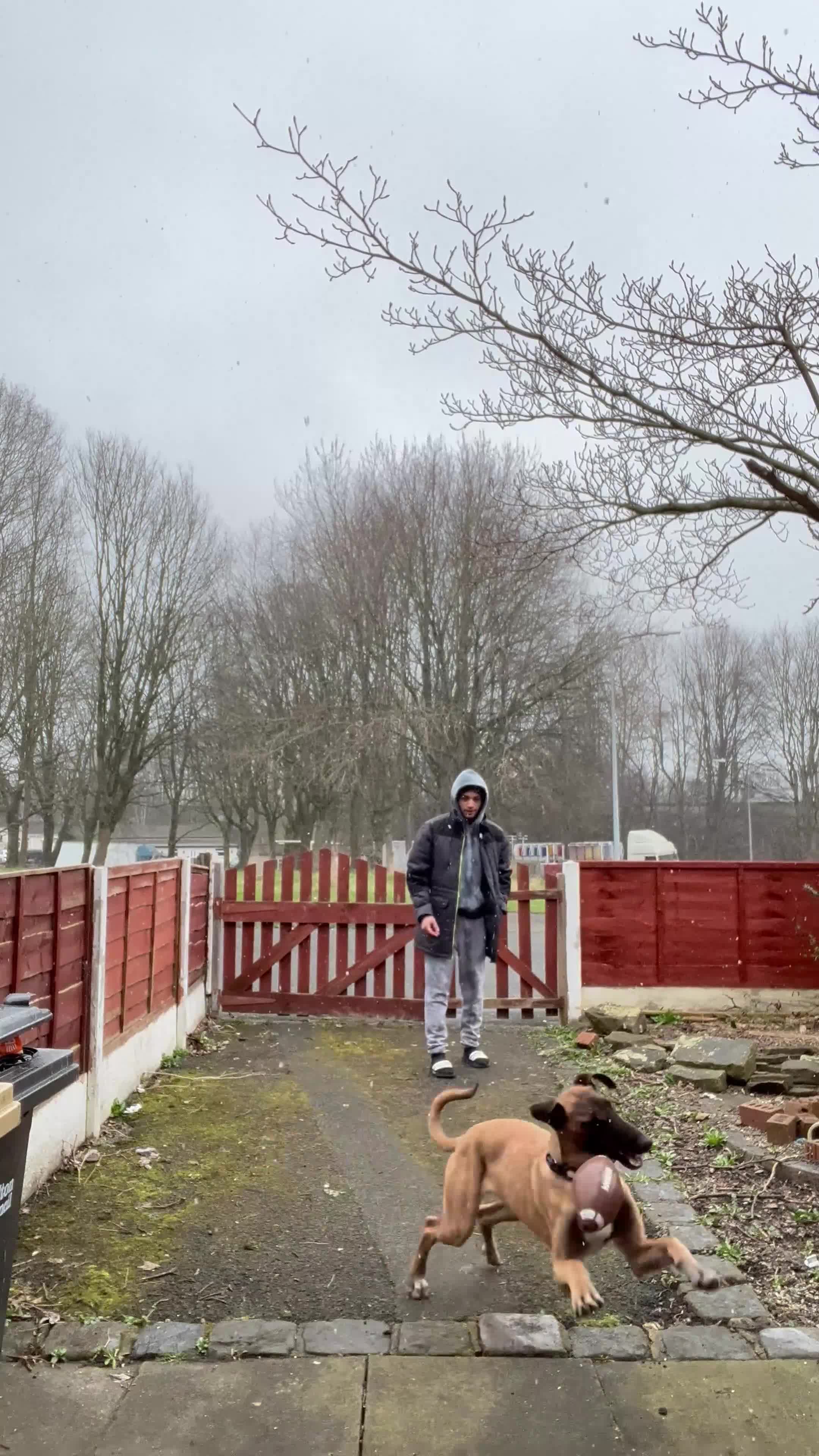 Mixed Breed dogs for sale: Zu - Belgian shepherd x Greyhound  - Video 1