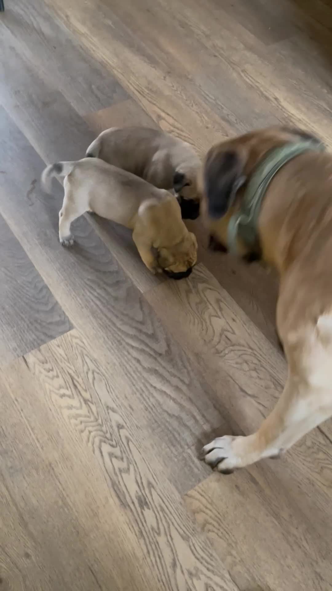 Bullmastiff dogs for sale:  Bullmastiff Puppies - Video 1