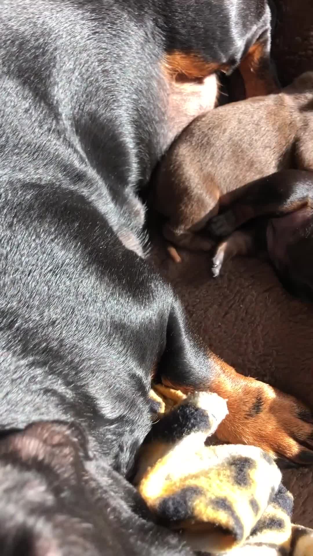 Miniature Dachshund dogs for sale: Beautiful dachshund for sale in Canterbury - Video 1