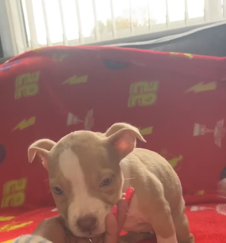 American Bully dogs for sale: All girls only  in Stockport - Video 2