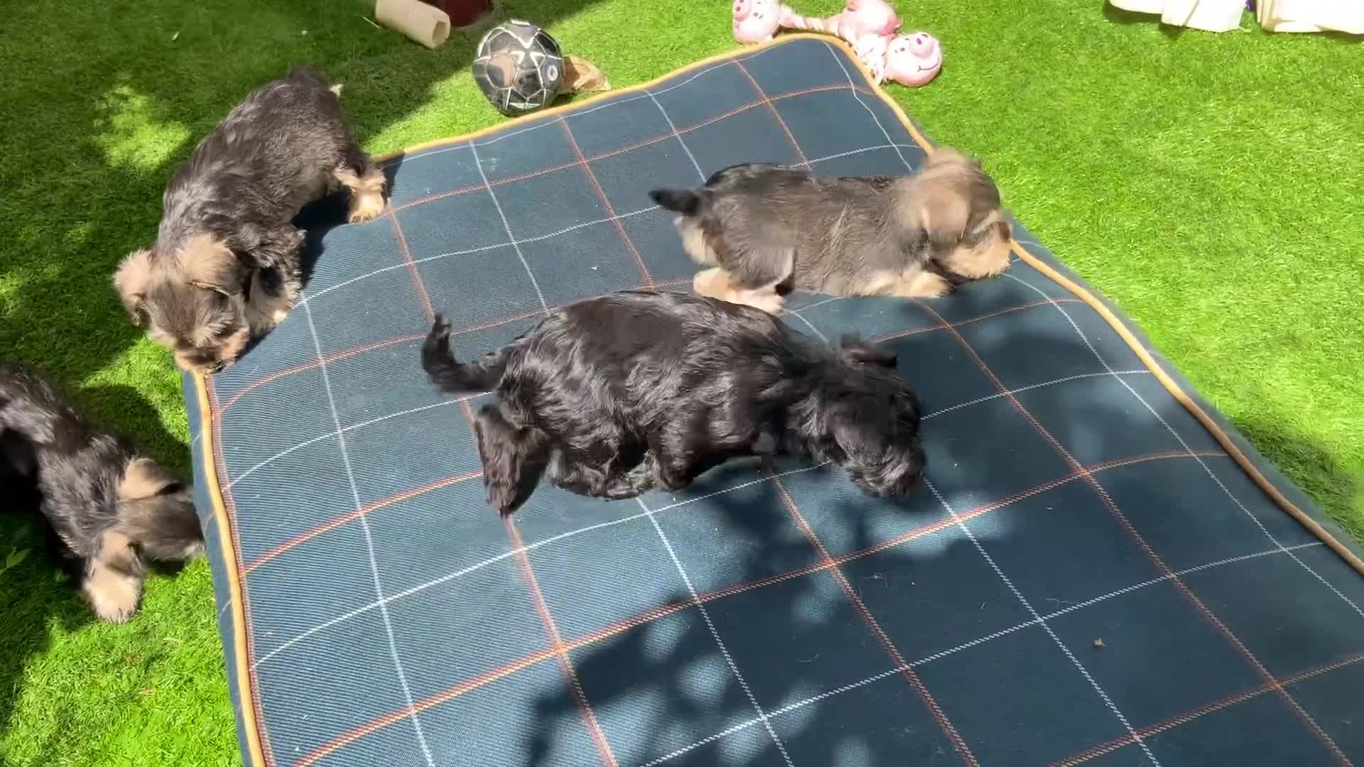 Miniature Schnauzer dogs for sale: Happy healthy miniature Schauzer puppies - Video 5