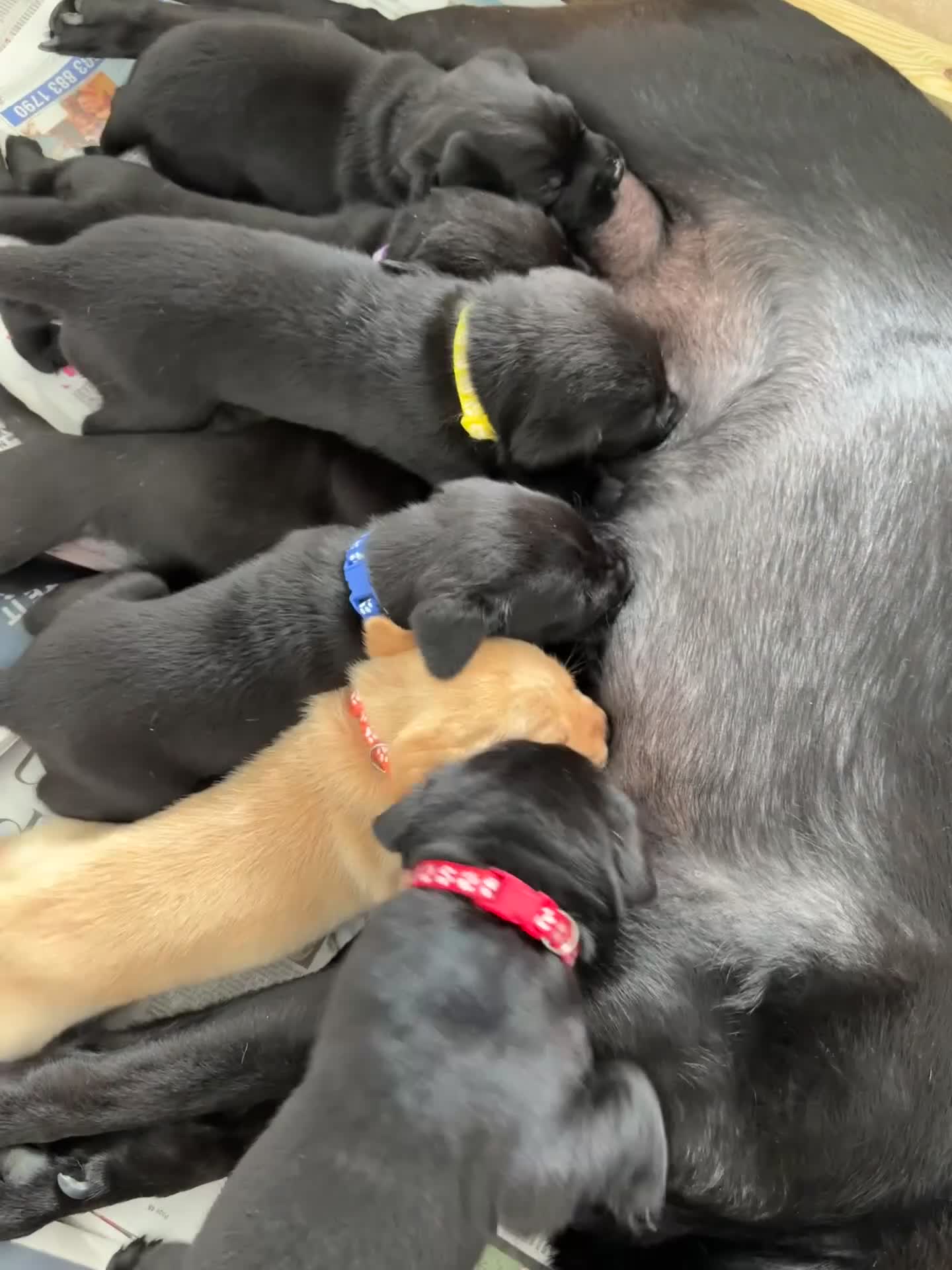 Labrador Retriever dogs for sale: KC registered Labrador pups ready to rehome NOW in Stanley - Video 1