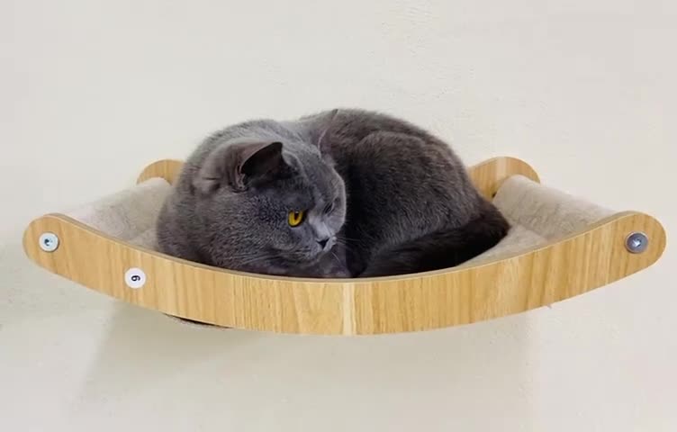 British Shorthair cats for sale: BLUE BSH GIRL LOOKING FOREVER HOME!!! 🐾😻 - Video 1