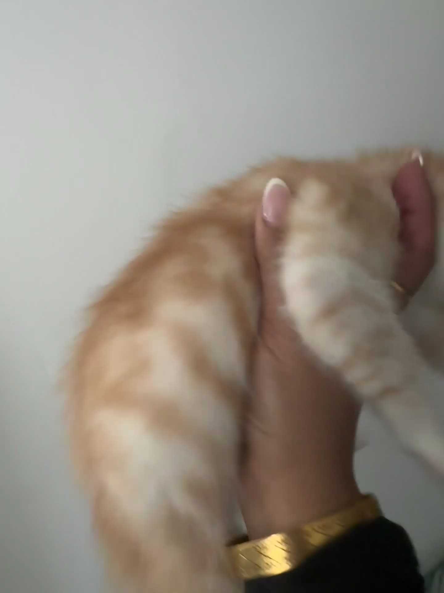 British Shorthair cats for sale: Bengal x British short hair  - Video 5