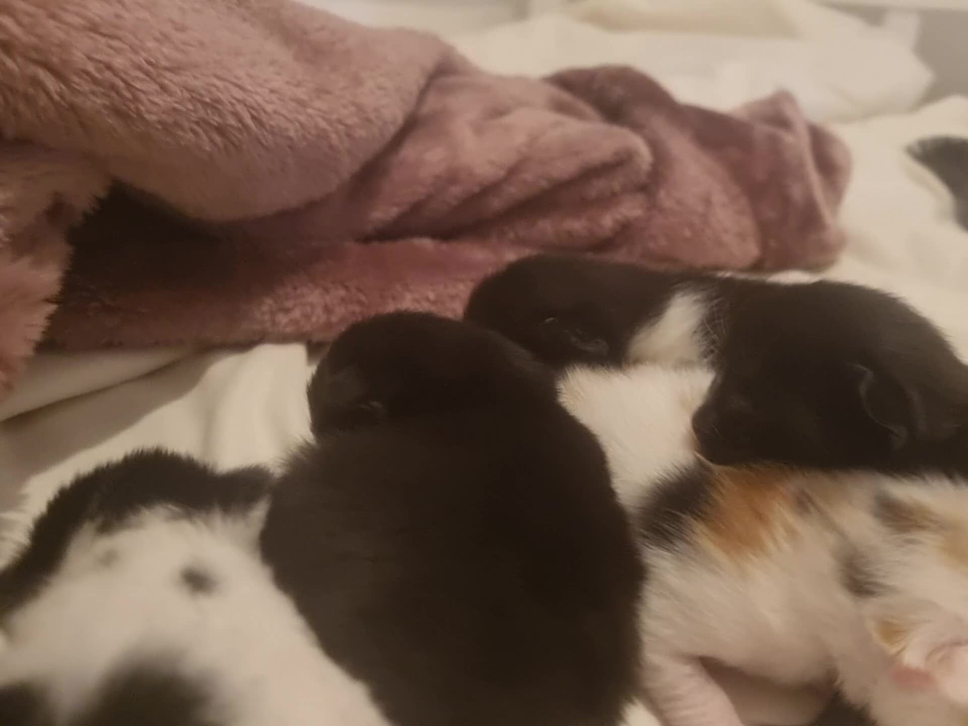 Mixed Breed cats for sale: 5 kittens  in Feltham - Video 1