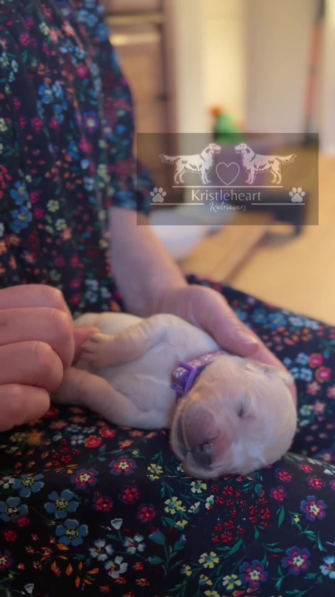 Golden Retriever dogs for sale: KC HEALTH TESTED PUPS *1 boy remaining* - Video 1