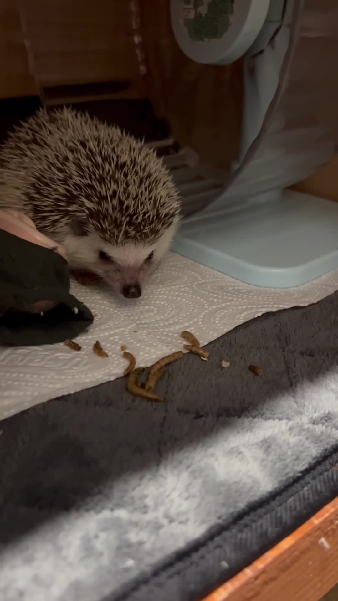 Pygmy Hedgehog rodents for sale: Hettie the Hedgehog - Video 1