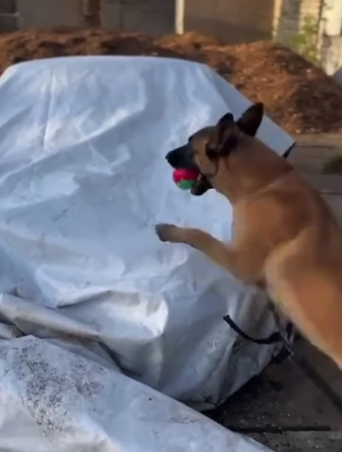 Belgian Shepherd Dog dogs for adoption: BEK - Malinois - Video 1