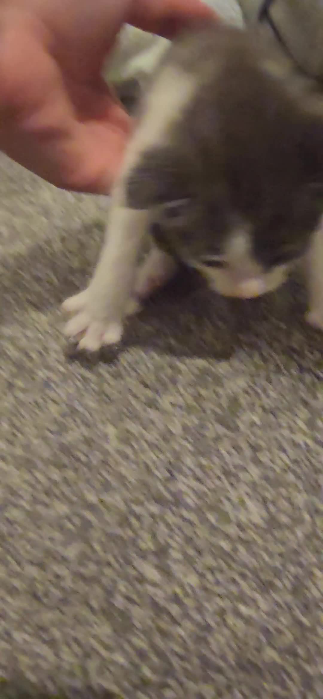Mixed Breed cats for sale: 3 kittens to go  - Video 1