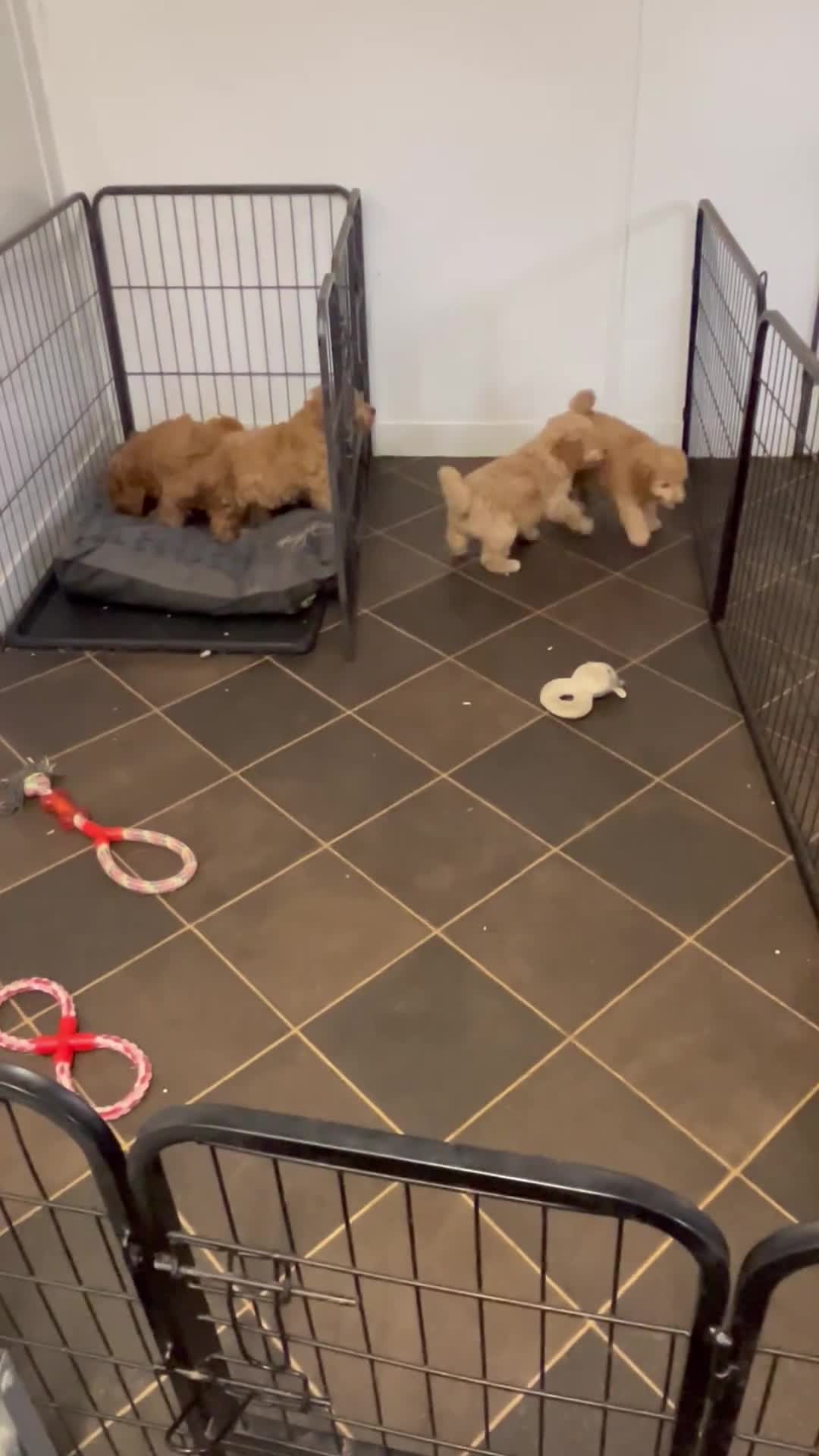 Miniature Poodle dogs for sale: gorgeous litter of Joy kc registered poodles - Video 1