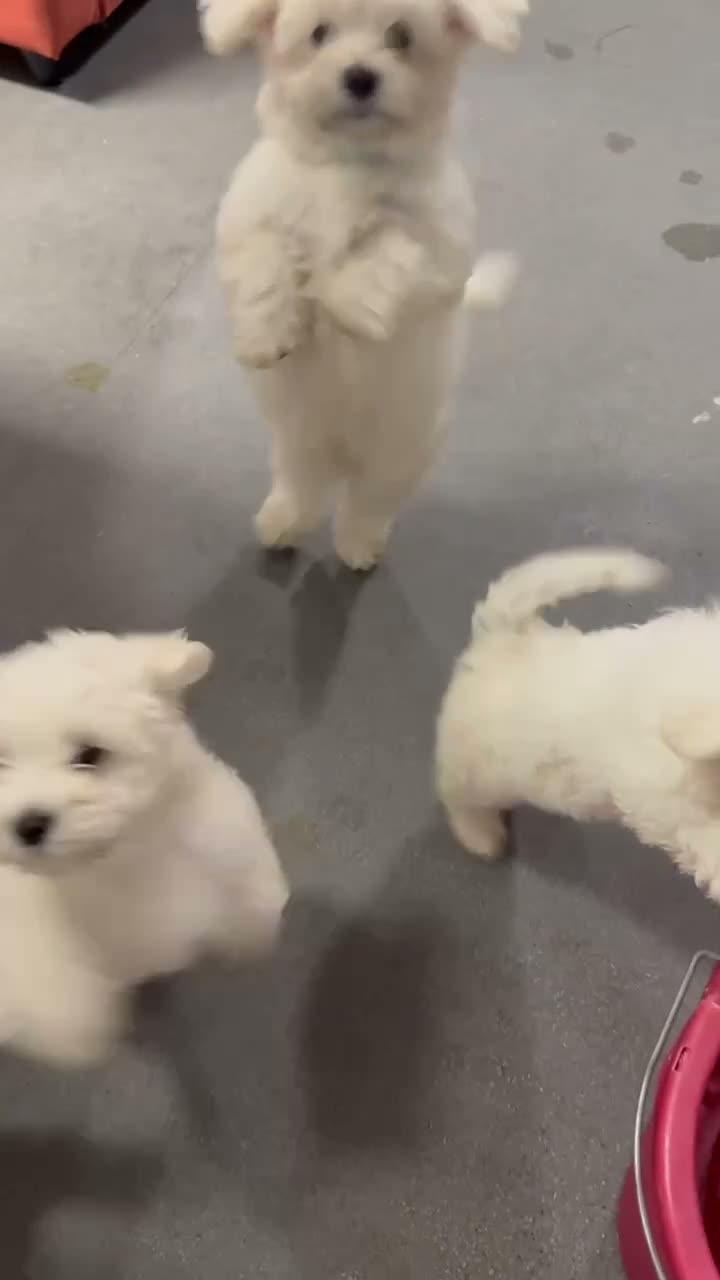Maltese dogs for sale: Bichon Maltese  - Video 1