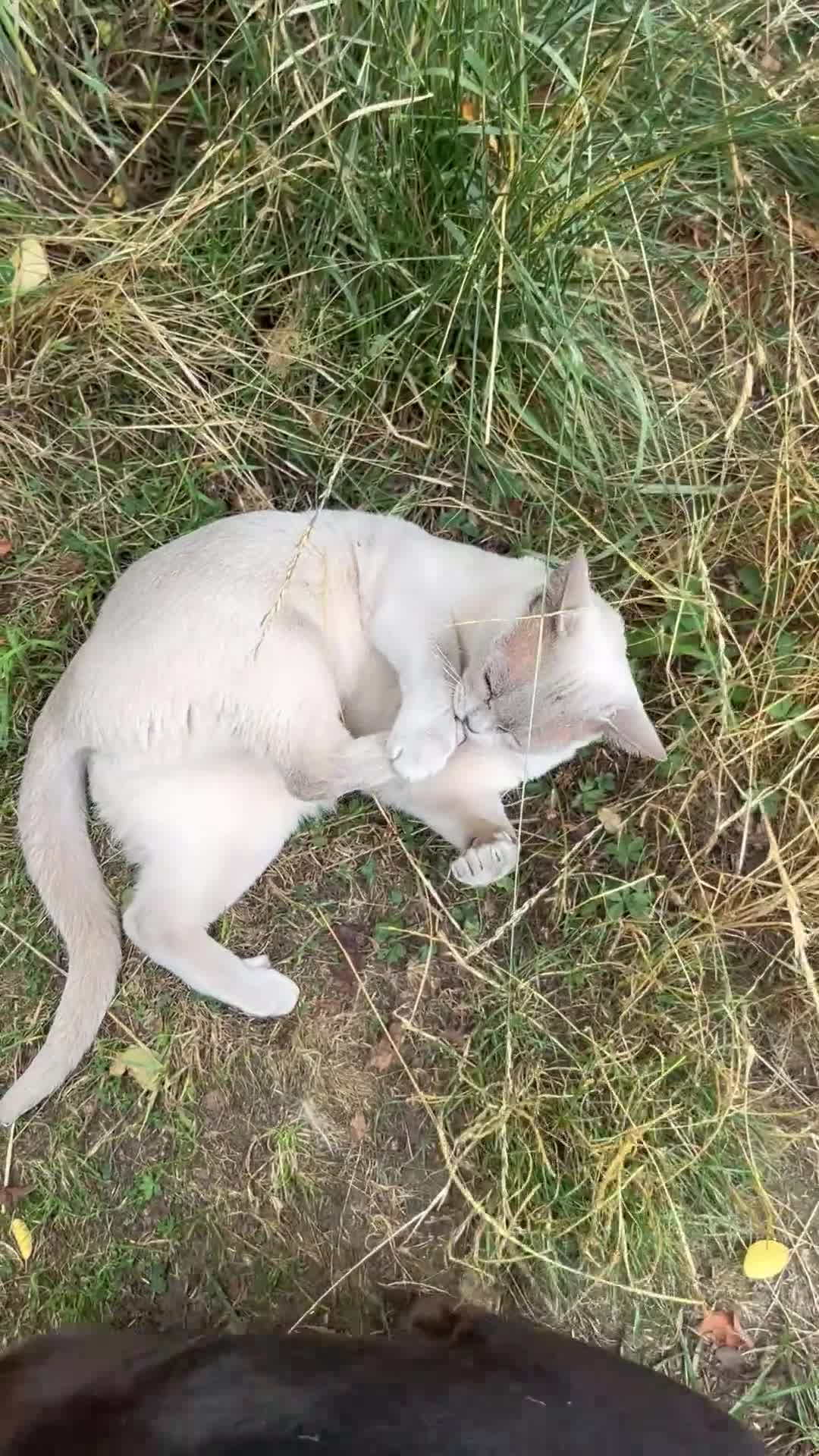 Burmese cats for sale: Pedigree Burmese retired queen and stud   - Video 2