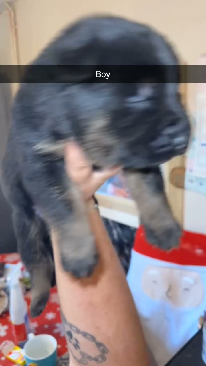 German Shepherd dogs for sale: 🐾 German Shepherd Pups for Sale Only 2 Available - Video 2
