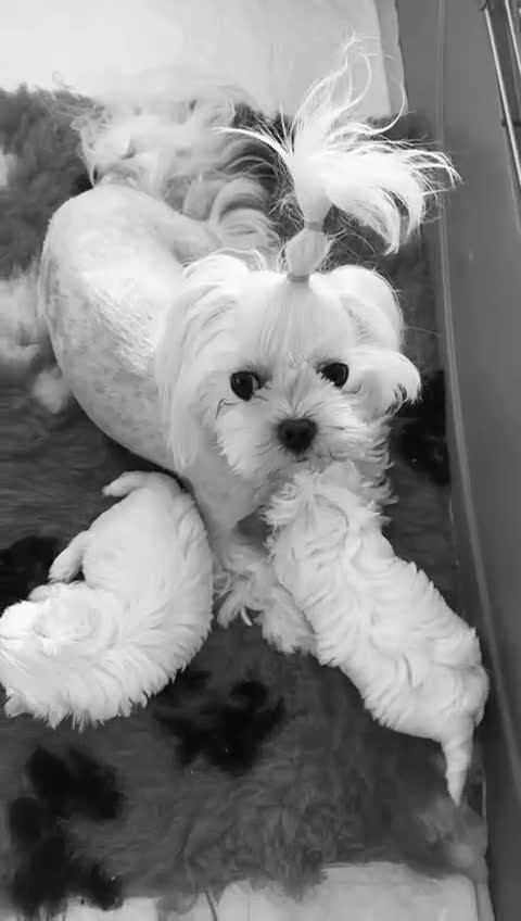 Maltese dogs for sale: Korean doll face puppies - Video 1