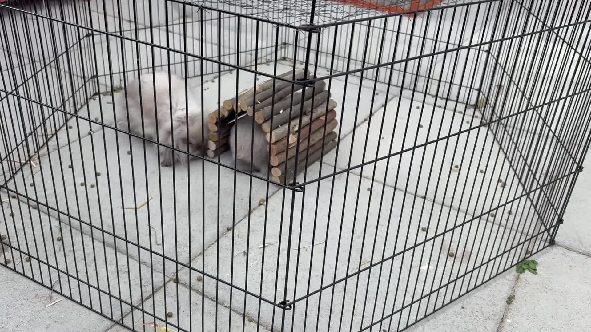 Mini Lion Lop rabbits for sale: Beautiful Lion Lop Sisters - Video 1