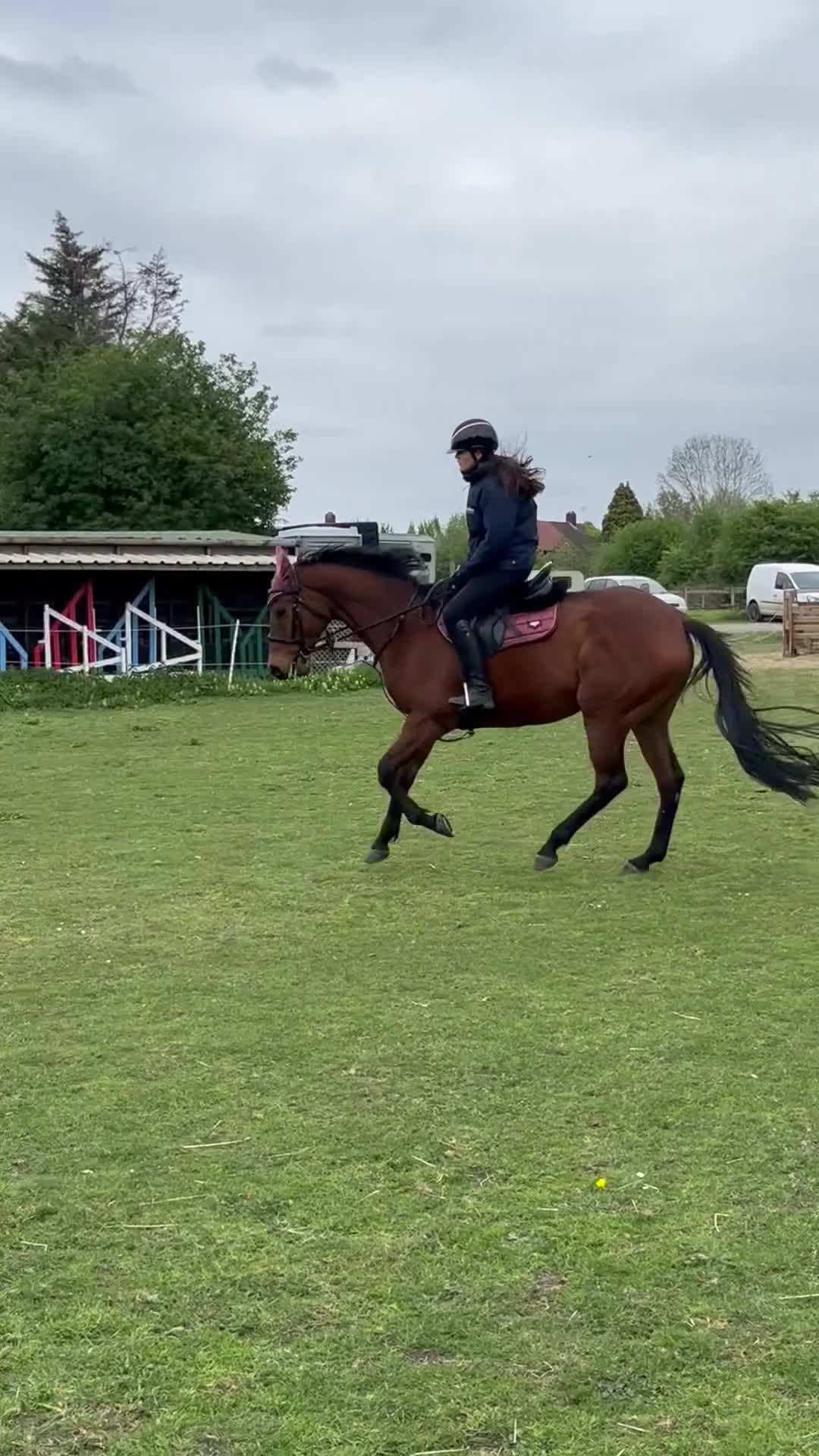 English Thoroughbred horses for sale: Beautiful 17hh Talented All-Rounder - Video 1