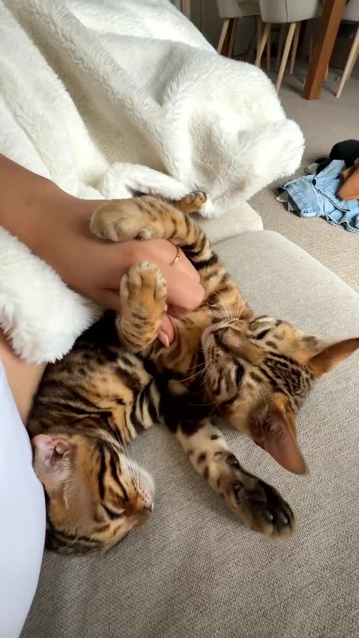Bengal cats for sale: 2 male Bengal kittens  - Video 3