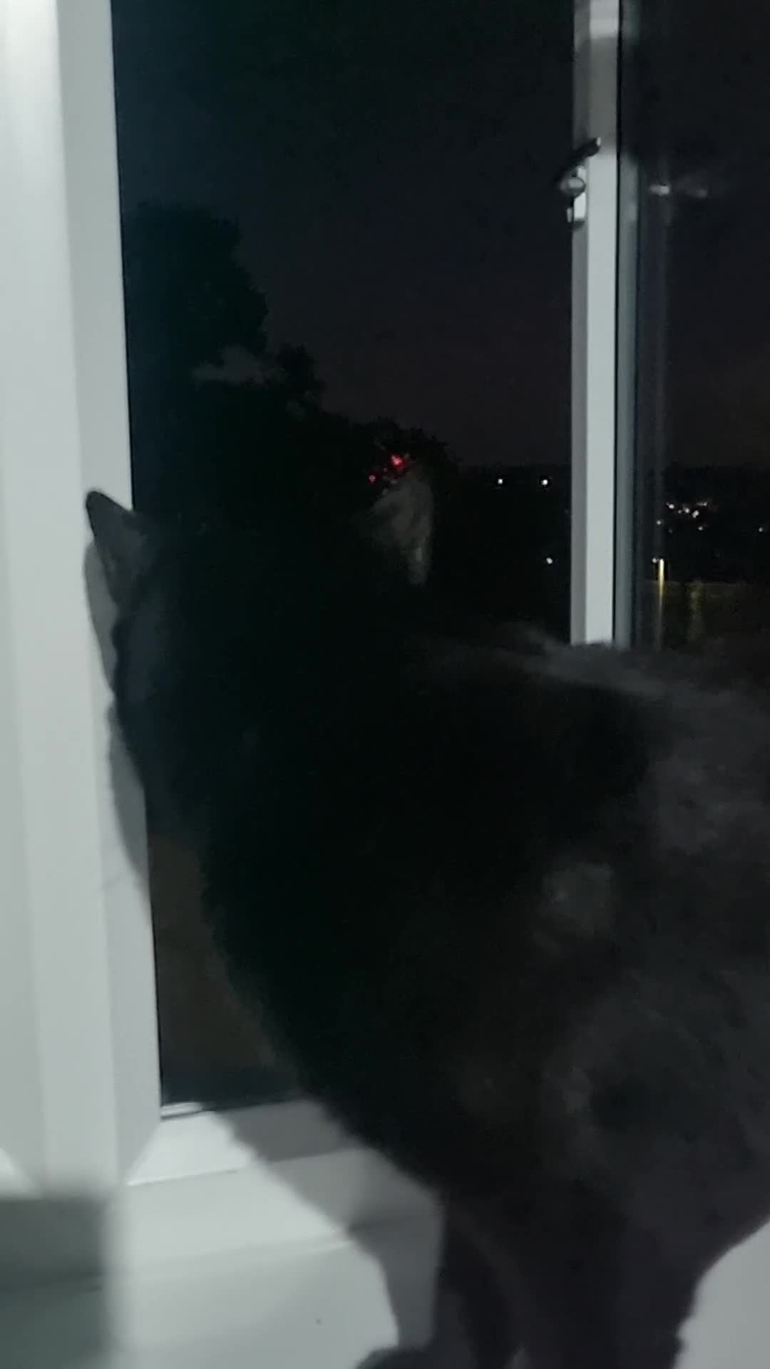 Persian cats for sale: lovely house cats ready for adoption - Video 2