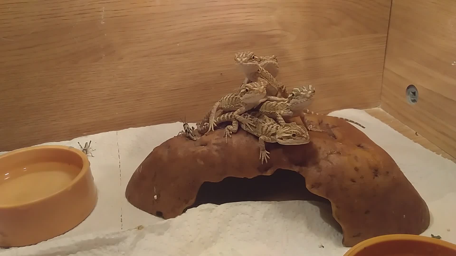 Bearded Dragon reptiles for sale: Stunning baby bearded dragons  - Video 2