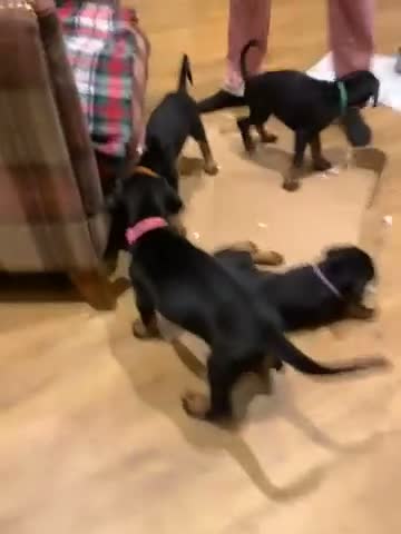 Dobermann dogs for sale: KC Registered big and strong Doberman puppies!! - Video 1