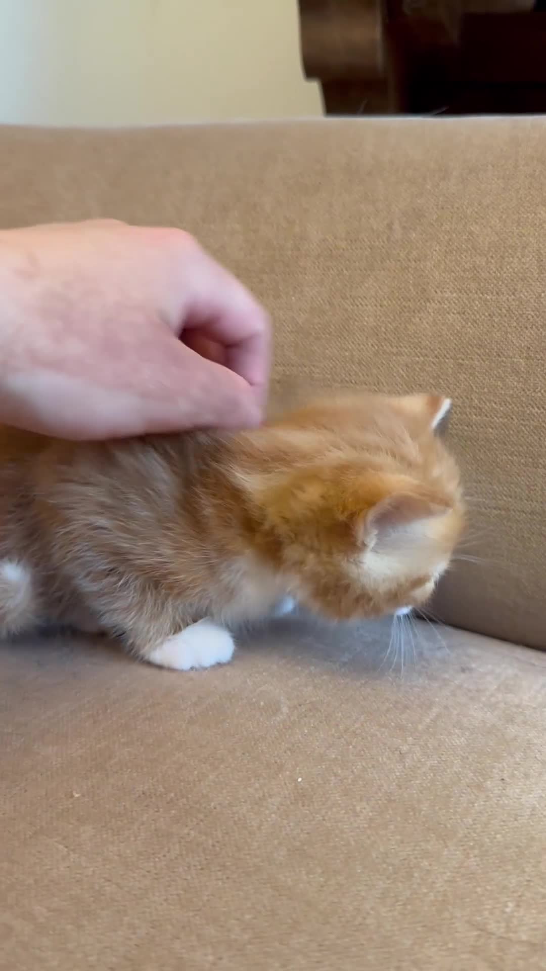 Mixed Breed cats for sale: Ready to go 4 ginger boy 1 tabby girl - Video 4