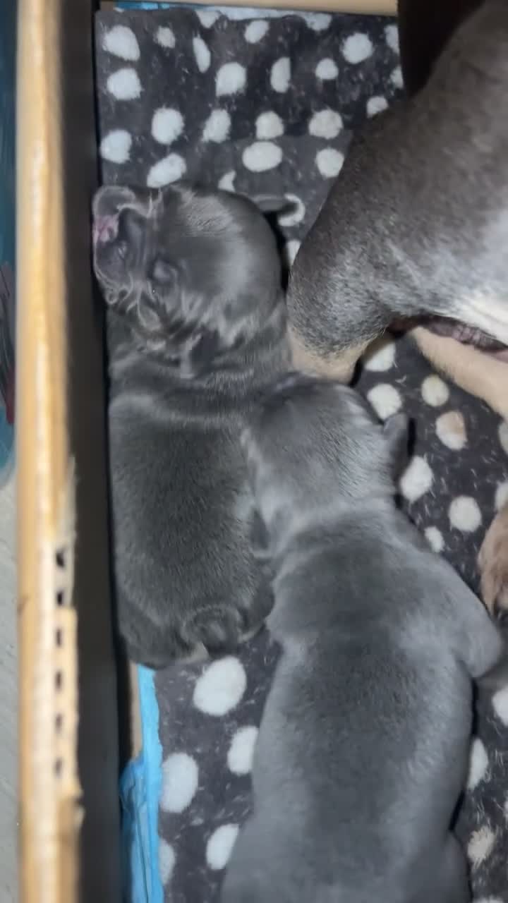 French Bulldog dogs for sale: ✨2 beautiful French bulldogs✨ - Video 1