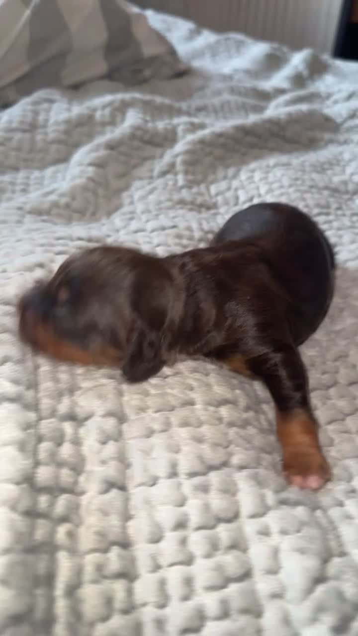 Cockapoo dogs for sale: F1B Cockerpoo puppies  - Video 5