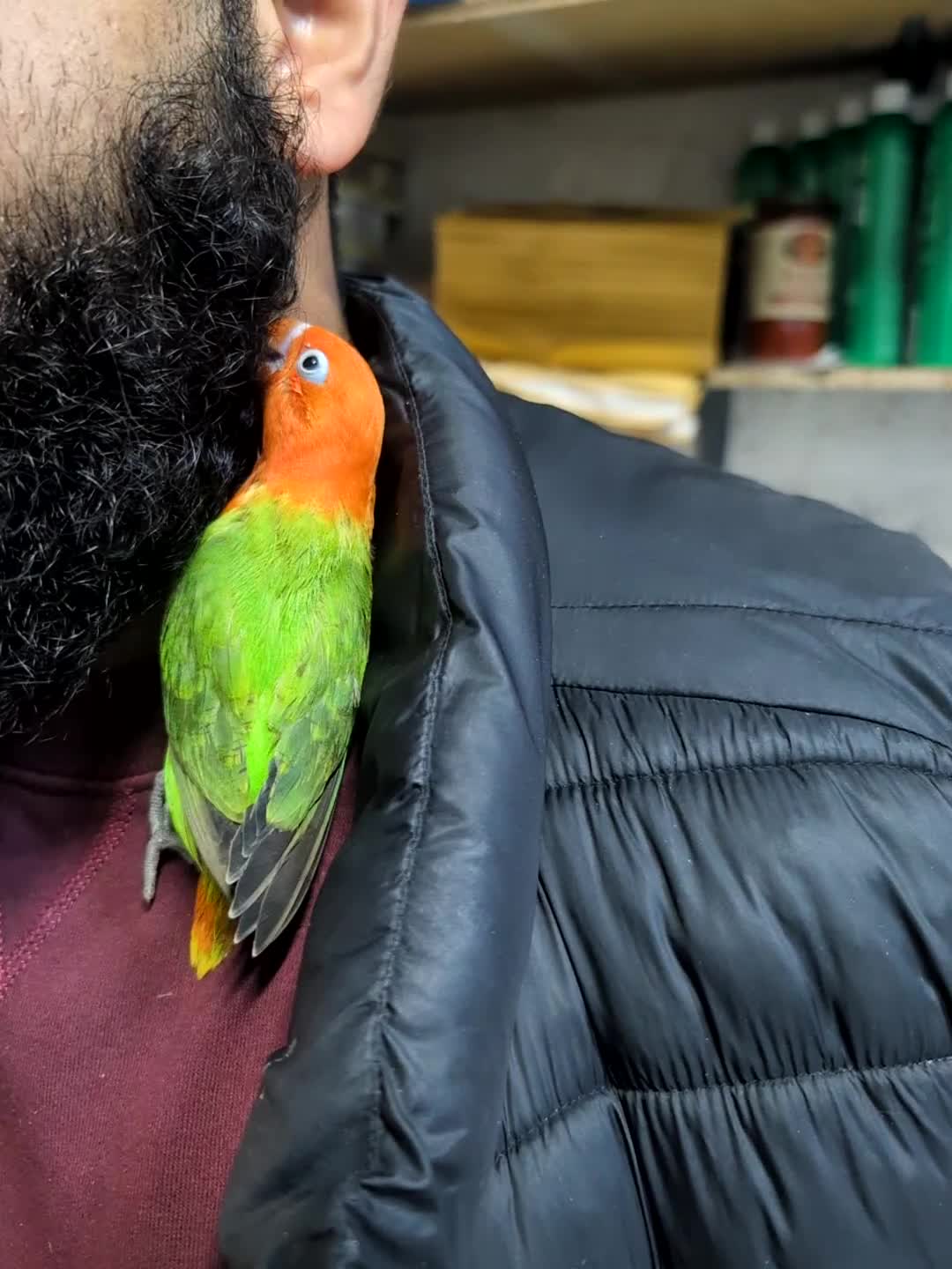 Lovebirds birds for sale: Hand Reared New Born Love Birds - Video 2