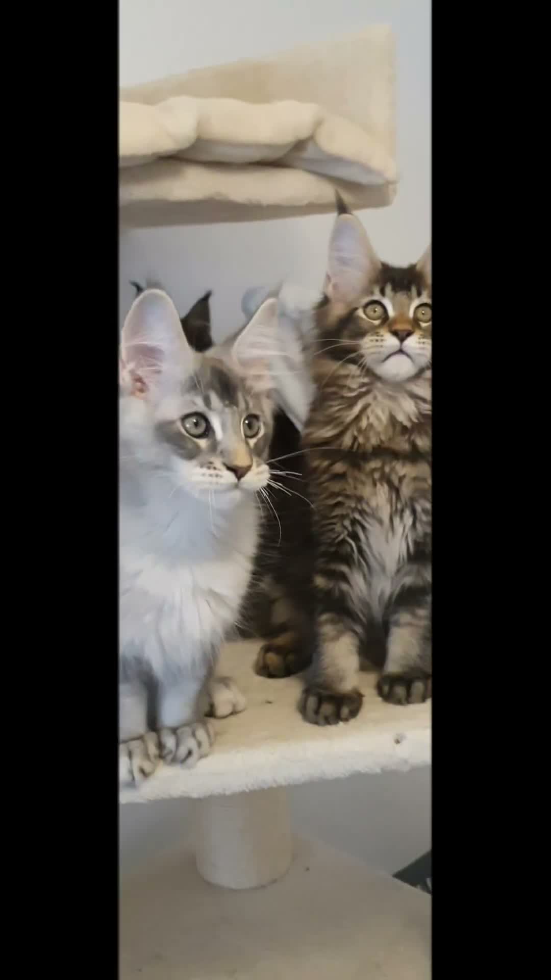 Maine Coon cats for sale: 🌟TICA🌟 reg pure maine coons - Video 2