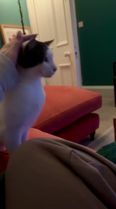 Domestic Shorthair cats for adoption: Leo (House/Indoor Cat) - Video 3